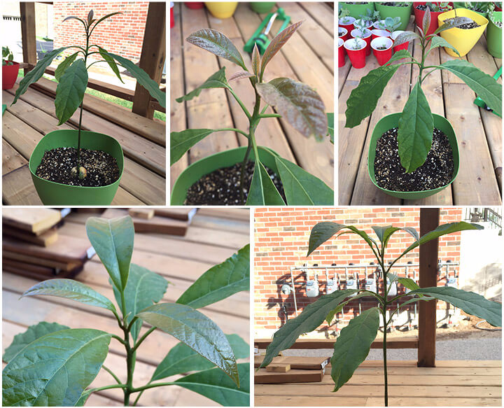 Avocado plant growing outdoors